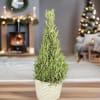Make the season merry and bright with our rosemary herb tree. Designed