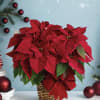 Nothing says Christmas like a red poinsettia! A traditional Christmas decoration; send
