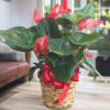  Anthurium plants are durable, relatively easy to grow and will survive