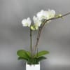 Small orchid. We will always try and design with a white orchid