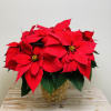 Our poinsettias are grown locally by a family-owned greenhouse. These aren&rsquo;t your