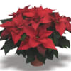 Classic and easy-to-care for, Poinsettia&#039;s are the perfect way to send a
