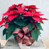 A beautiful poinsettia plant in a basket with holiday bow.  Approximately