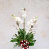 Single, Double, or Triple white phalaenopsis orchid stems stand tall atop a
