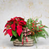 This lovely living red poinsettia plant is extra festive in basket with