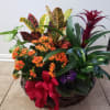 Beautiful basket to include a variety of green and blooming house plants.
A