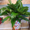 10&Prime; Peace Lily in a basket pot cover finished with a beautiful