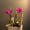 pink orchids with deco