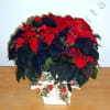 Potted Poinsettia plant for Christmas. Long lasting gift. Many people treasure these