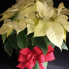 Potted Poinsettia plant for Christmas. Long lasting gift. Many people treasure these