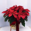 Our poinsettia plant will bring the joy of the season to those
