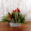 Holiday amaryllis plant highlighted with magnolia leaves and fresh evergreens in a