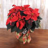 Large red poinsettia in a keepsake container and holiday bow.