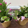 4 inch Christmas Cactus plant