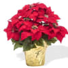 Send Christmas Cheer to someone you love with a beautiful blooming poinsettia