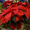 This beautiful poinsettia in a 6&quot; pot is dressed up with holiday
