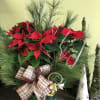 Stunning poinsettias decorated as only a florist could! Fragrant pine, stately branches