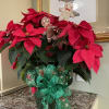 The Legacy Red Poinsettia is a customer favorite during Christmas.  Shown