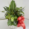 Beautiful mix of five or more houseplants arranged in a 8" ceramic