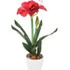 Beautiful red or white Amaryllis plants in a pot with Christmas decoration
