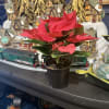 Bring classic holiday charm into any space with our 4&quot; Red Poinsettia