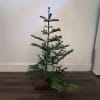 Our 3&#039; Fresh Charlie Brown Christmas Tree is pure holiday nostalgia&mdash;perfectly imperfect