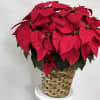 Our beautiful poinsettias are a great way to bring some holiday cheer