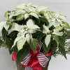 Our beautiful poinsettias are a great way to enjoy the beauty of