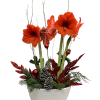 Two beautiful red amaryllis blooming bulbs in a white ceramic container and
