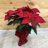 Poinsettia! Chooses your color
Red, white , pink
In a basket with bow