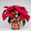 A Christmas classic, this lovely living red poinsettia plant looks extra festive