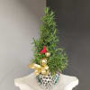 A small rosemary tree, perfect for te holidays. 