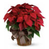 Our Grand Poinsettia is a showstopper sure to evoke nostalgia of winters