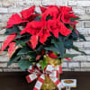 A striking red poinsettia, with bold, vibrant red petals that create a