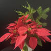 Christmas live plant in beautiful vessel with Christmas greens and pine cone.