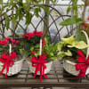 You will love our mixed houseplant basket.  Each plant remains in