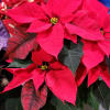 Beautiful Poinsettia Plants, sure to make everyone&#039;s Holiday,  Merry and Bright.
Several