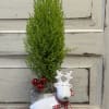 A lemon cypress tree adorned with mini ornaments is a long lasting