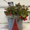 An adorable 6x7&quot; container holds a long lasting wintergreen plant that is