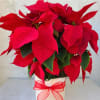The traditional holiday blooming plant, a Christmas Poinsettia, with dark leaves and