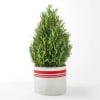 Celebrate the season with a fragrant rosemary tree, perfect for the holidays!