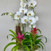 Orchid plants, Bromeliad plants in ceramic container 