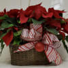 Two 6&quot; poinsettias in a wide brown basket with seasonal bow and