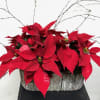 Red poinsettia on a wood log container along with brunches and a