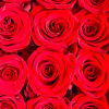 Classic premium (70cm) red roses, lush fresh foliage come beautifully gift wrapped