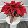 Add warmth and festive color to any home office, or gift display