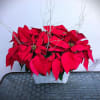 Rectangular basket contains 2 larger live poinsettia plants decorated with holiday picks
