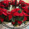 Nothing says Christmas like a red poinsettia! A traditional Christmas decoration; send