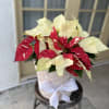 This unique Poinsettias make any home feel ready for winter  with