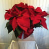 A lovely poinsettia &amp; just the right table top size.
Will surely add